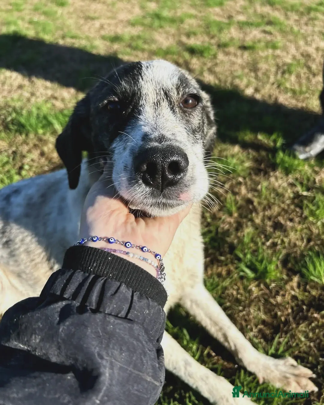 Meticcio cani in regalo: Fatima, cucciola strepitosa cera famiglia - Annuncio 2