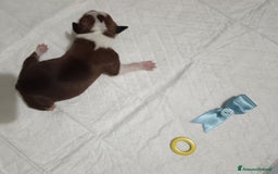 American Staffordshire cani in vendita: AMSTAFF DISPONIBILI  a Provincia del Sud Sardegna - Immagine 8