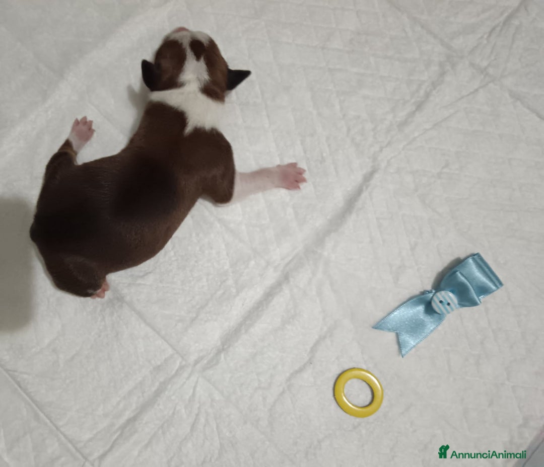 American Staffordshire cani in vendita: AMSTAFF DISPONIBILI  a Provincia del Sud Sardegna - Immagine 8
