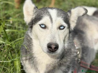 Husky cani BLUE, bellissima mix HUSKY impaurita! - Annuncio 4