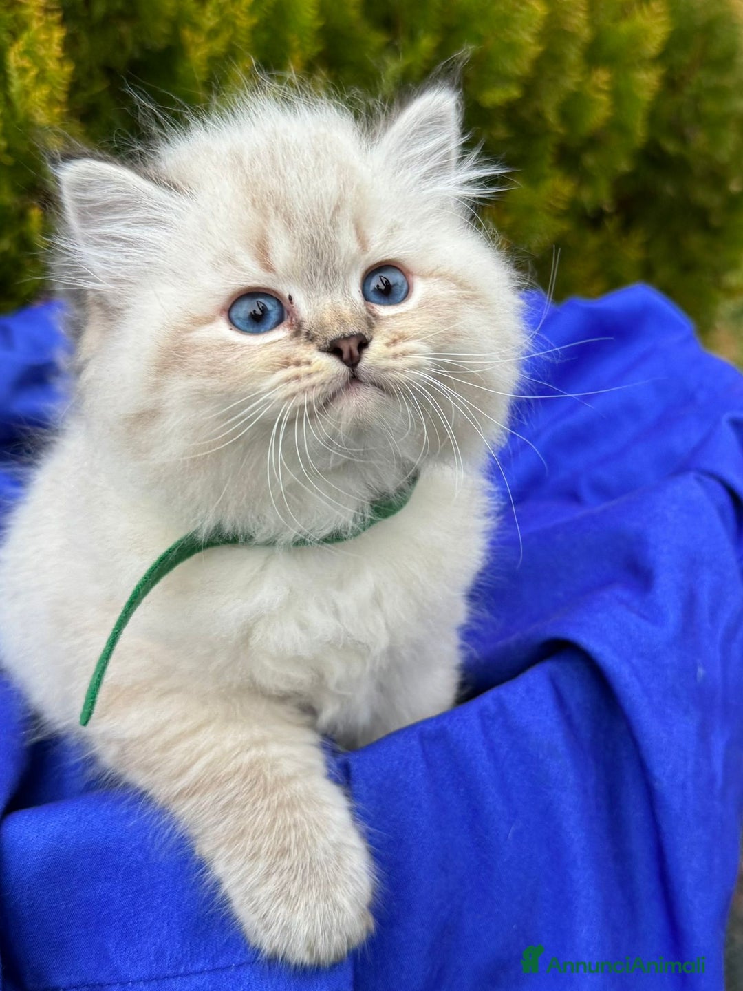 Siberiano gatti in vendita: Siberiani Neva Masquerade  - Annuncio 5