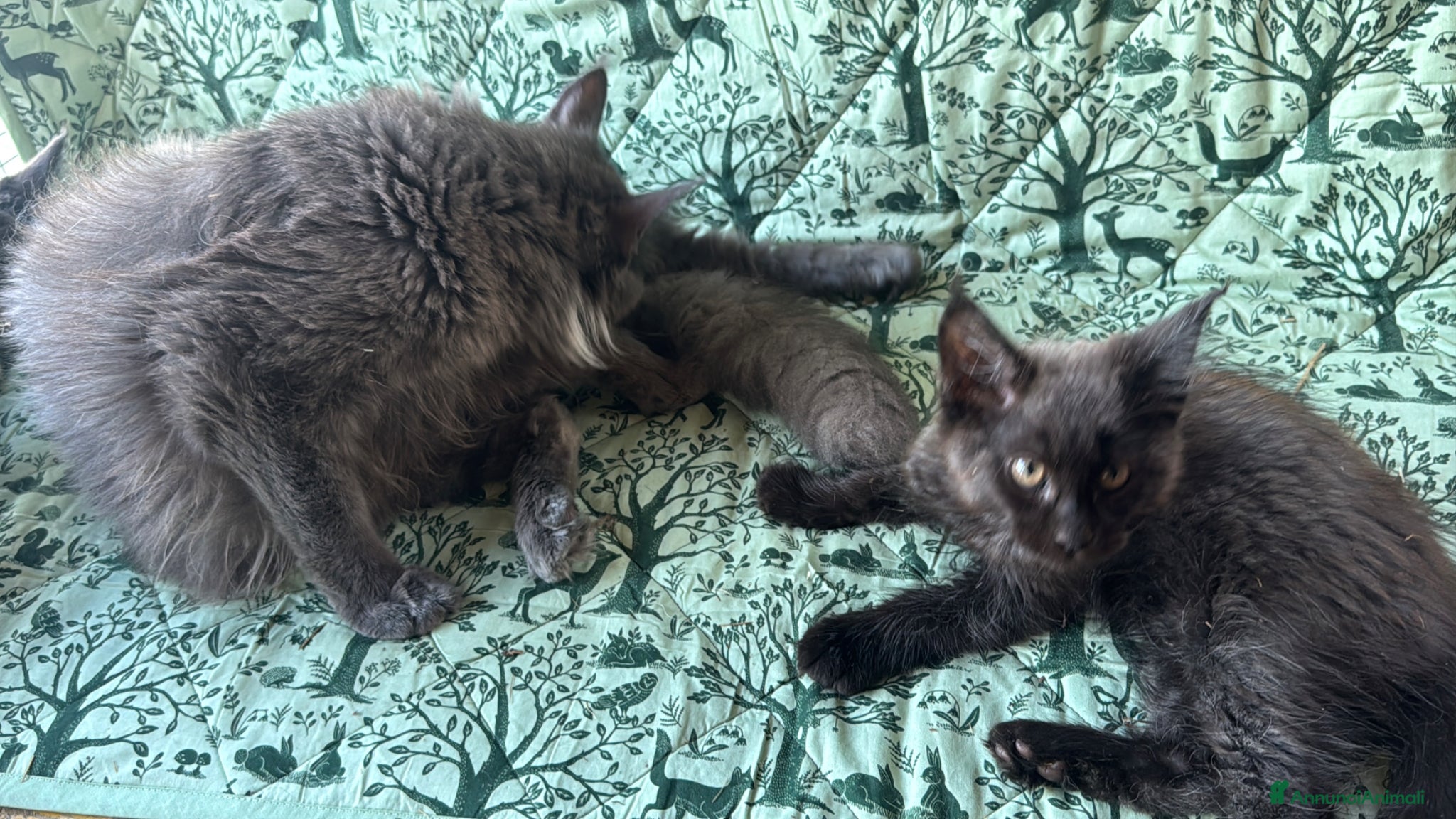 Maine Coon gatti in vendita: Cuccioli di maine coon manto black smoke - Annuncio 13