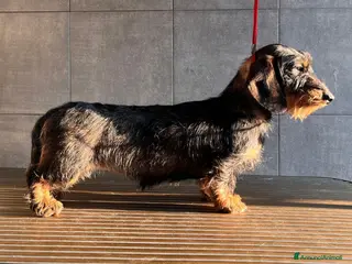 Bassotto cani Bassotto a pelo duro - Annuncio 4