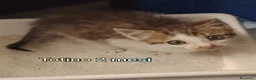 Meticcio gatti in regalo: GATTINI ADORABILI IN CERCA D'AMORE  a Città Metropolitana di Bologna - Annuncio 9