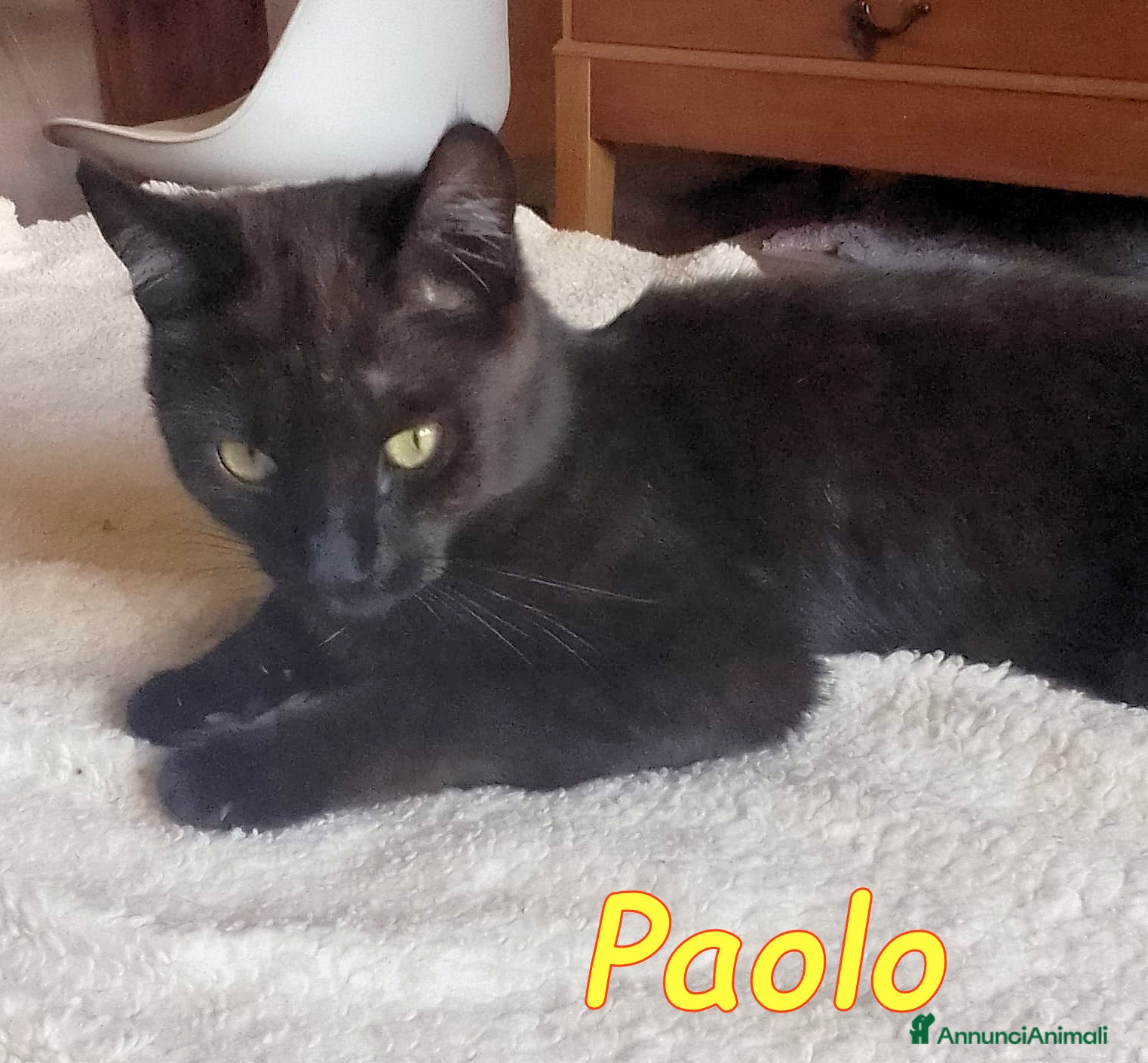 Europeo gatti PAOLO GATTINO DI SEI MESI AFFETTUOSISSSIMO - Annuncio 1