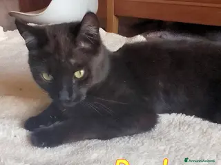 Europeo gatti PAOLO GATTINO DI SEI MESI AFFETTUOSISSSIMO - Annuncio 1