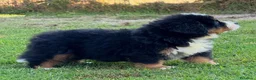 Bovaro del Bernese cani in vendita: Disponibili cuccioli femmine con pedigree - Annuncio 7