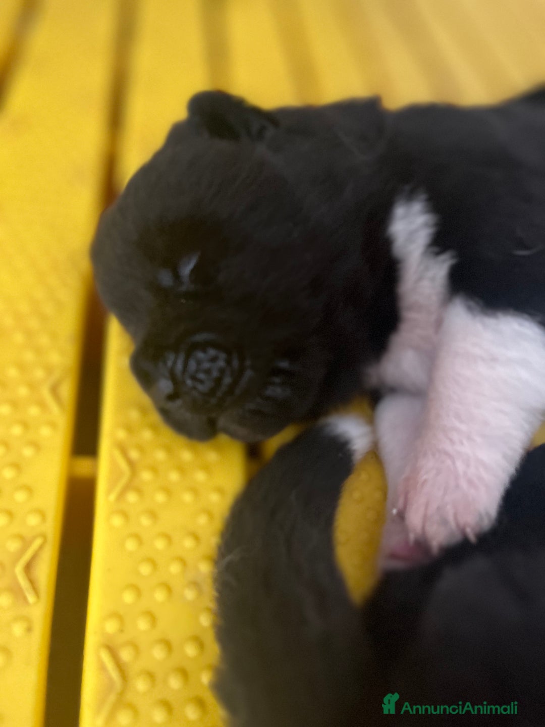 Akita Americano cani in vendita: Cuccioli di Akita americano - Annuncio 1