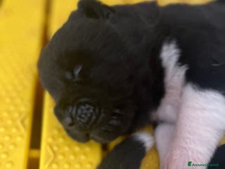 Akita Americano cani Cuccioli di Akita americano - Annuncio 3