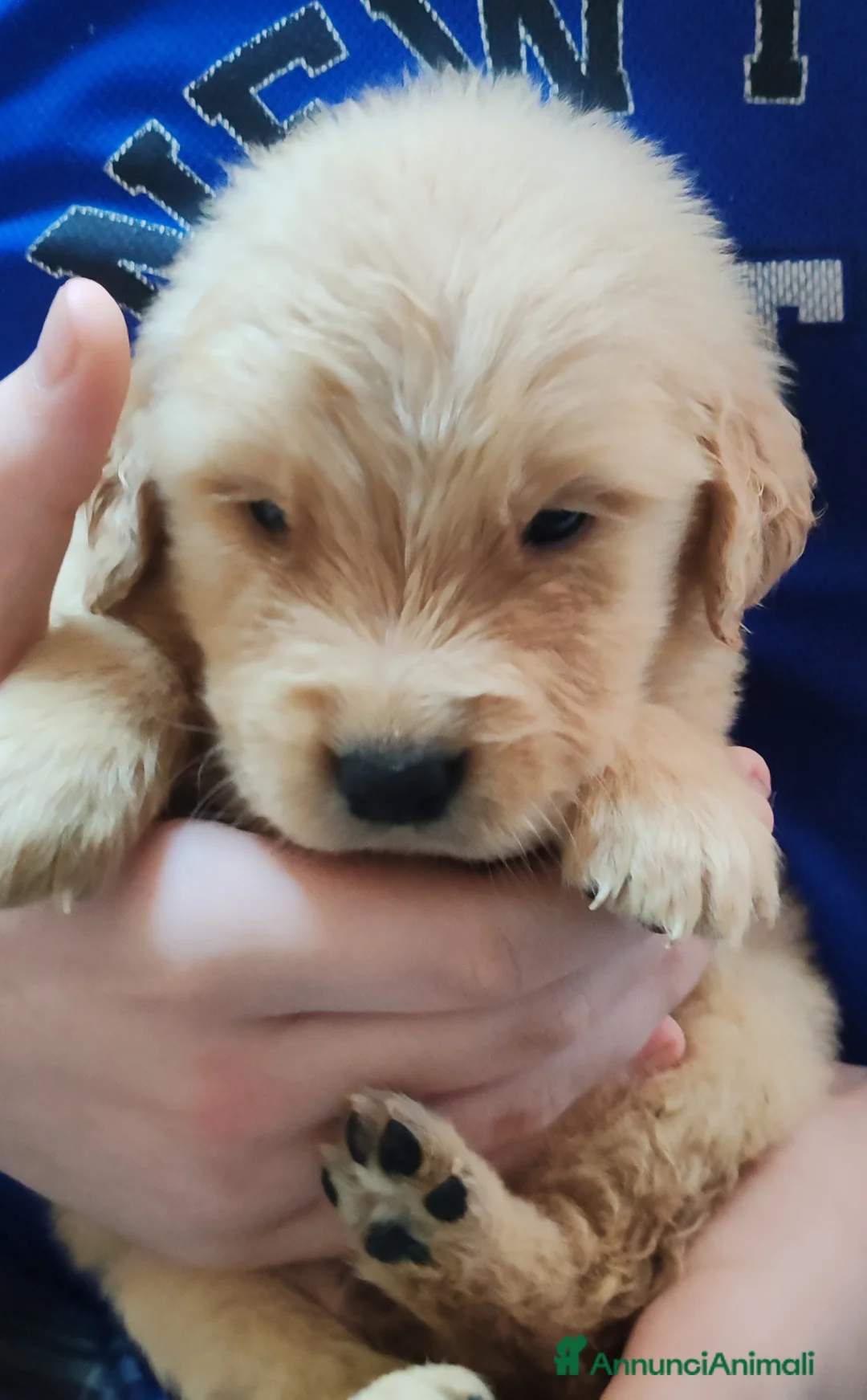 Golden Retriever cani in vendita: Cuccioli golden retriver  - Annuncio 2