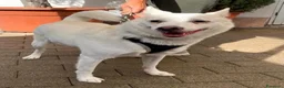 Meticcio cani in regalo: MANILA CAGNOLINA DOLCISSIMA - Annuncio 1