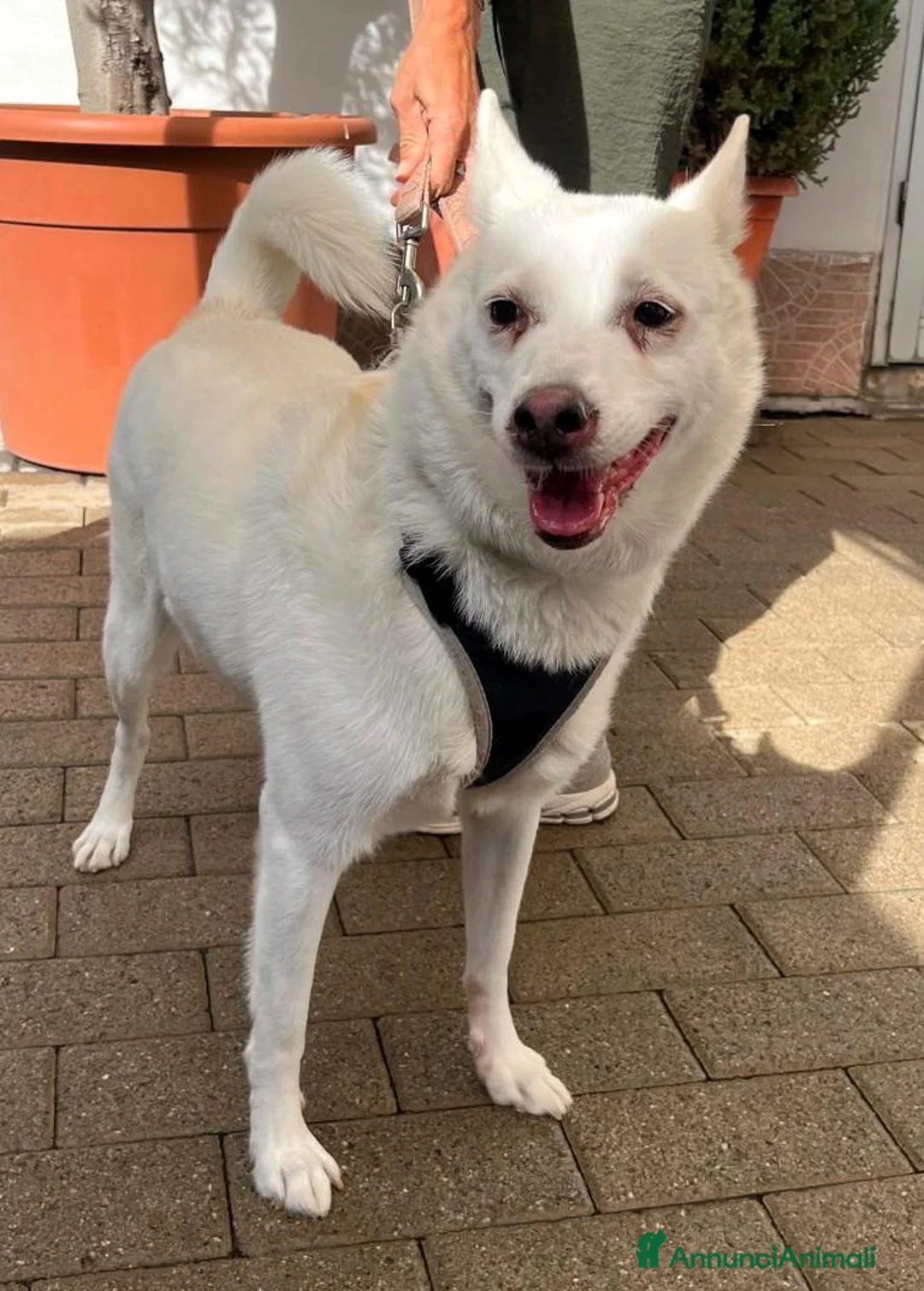 Meticcio cani in regalo: MANILA CAGNOLINA DOLCISSIMA - Annuncio 1