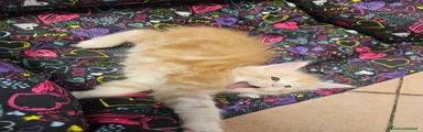 Maine Coon 1