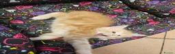 Maine Coon gatti in vendita: Cuccioli maine coon - Annuncio 3