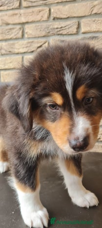 Australian Shepherd cani CUCCIOLI AUSTRALIAN SHEPHERD - Annuncio 4