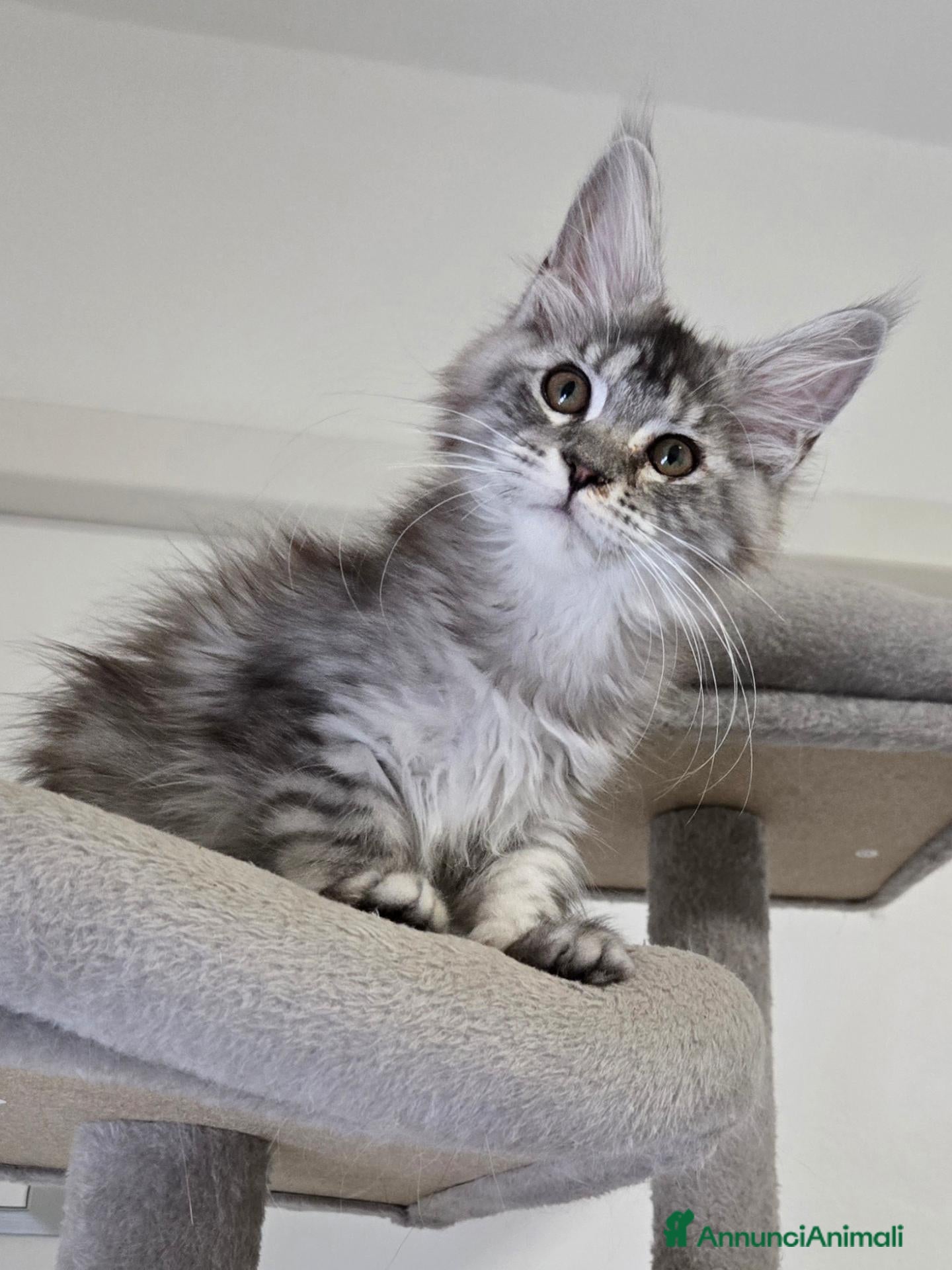 Maine Coon gatti Stupendi cuccioli Silver pedigree da compagnia  - Annuncio 16