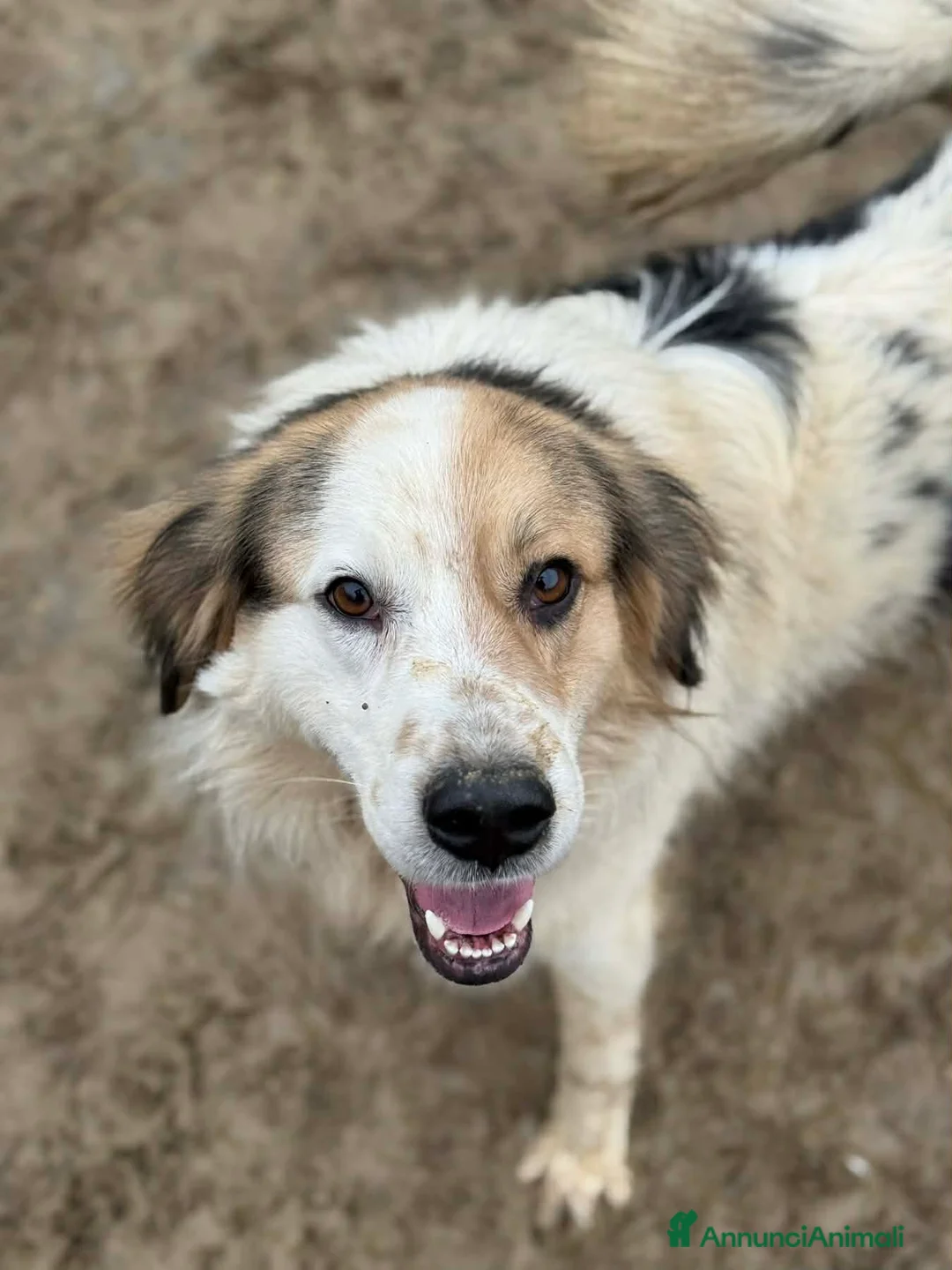 Meticcio cani in regalo: ARAMIS, cagnolone dalla bontà unica! - Annuncio 9