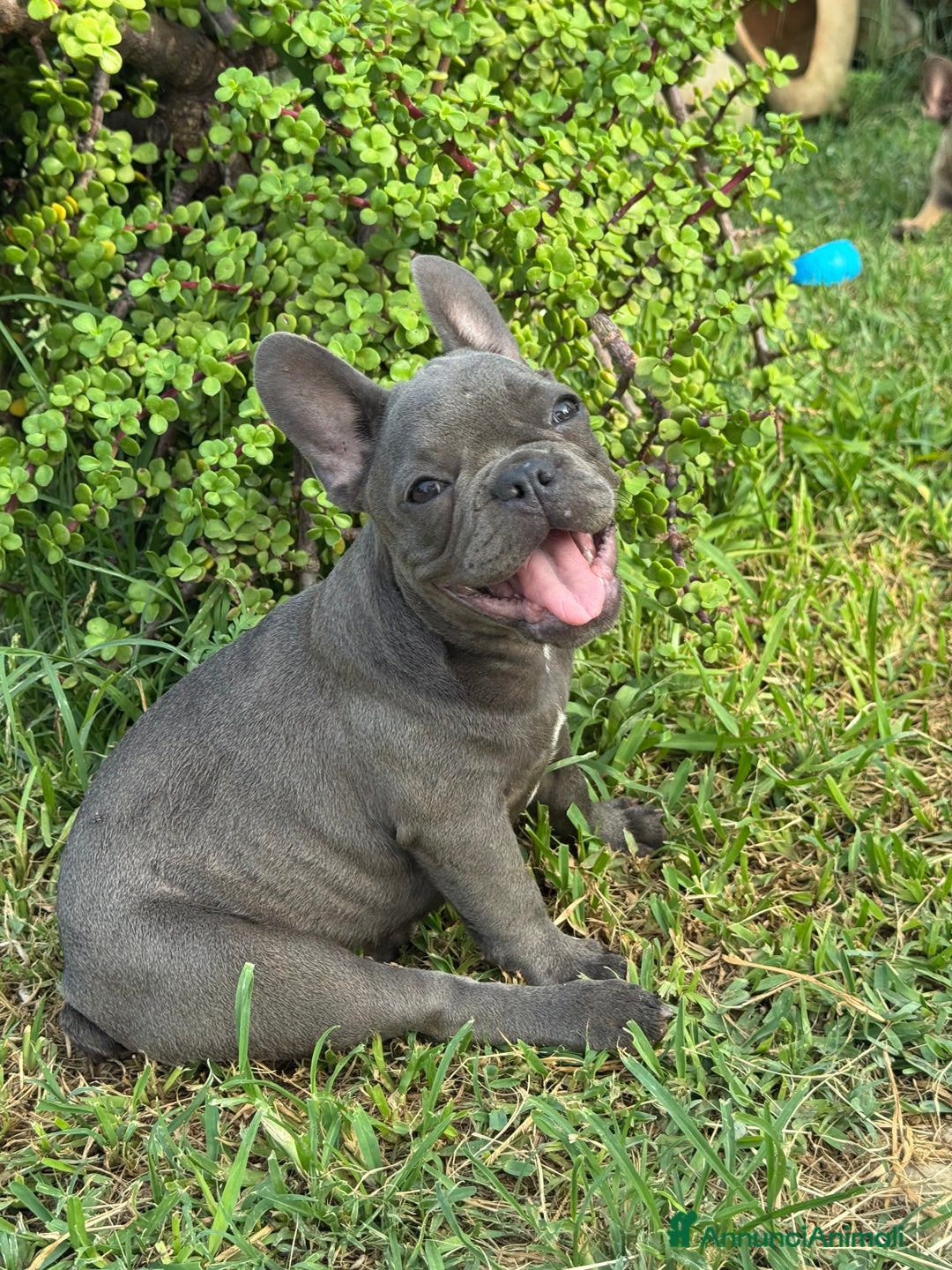 Bulldog Francese cani in vendita: Bulldog francese  a Città metropolitana di Milano - Immagine 7