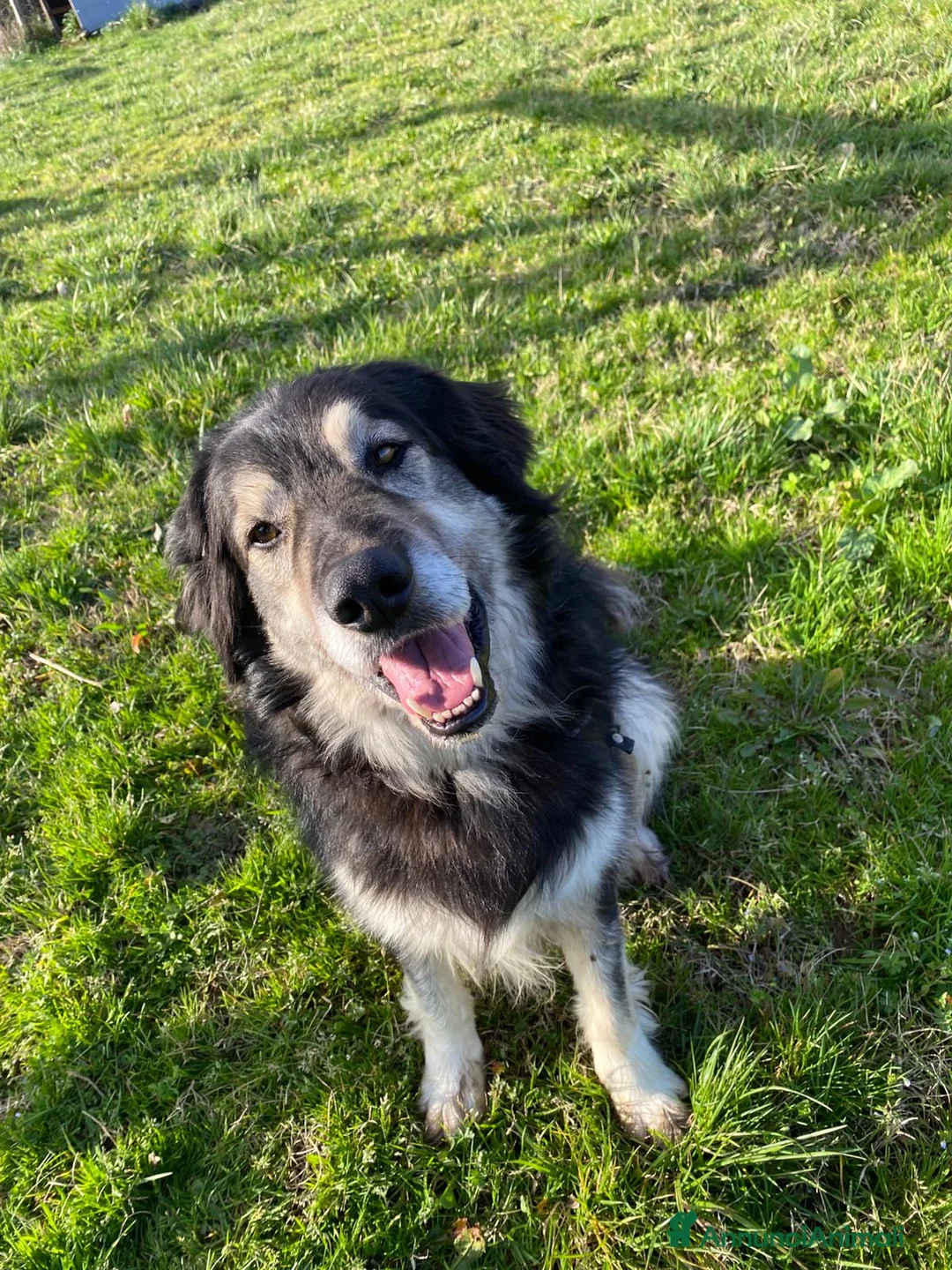 Meticcio cani in regalo: Leone cerca casa - Annuncio 2