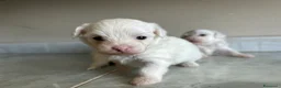 Maltese cani in vendita: Vendo maltesi - Annuncio 20
