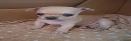 Chihuahua cani in vendita: Chihuahua maschi - Annuncio 7