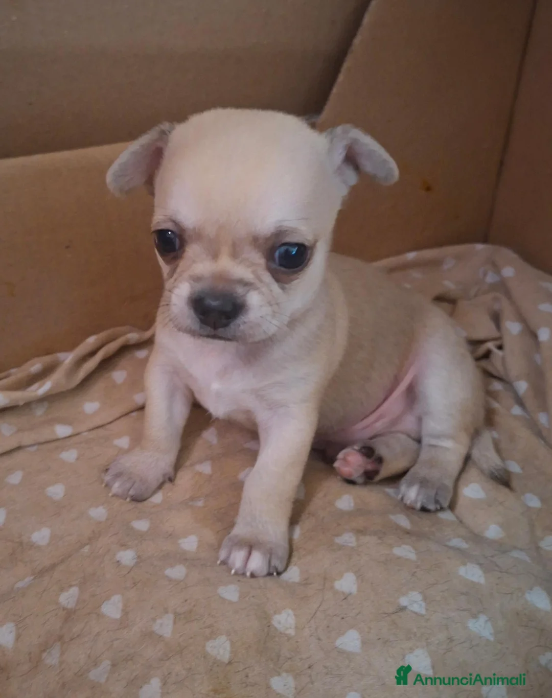 Chihuahua cani in vendita: Chihuahua maschi - Annuncio 7
