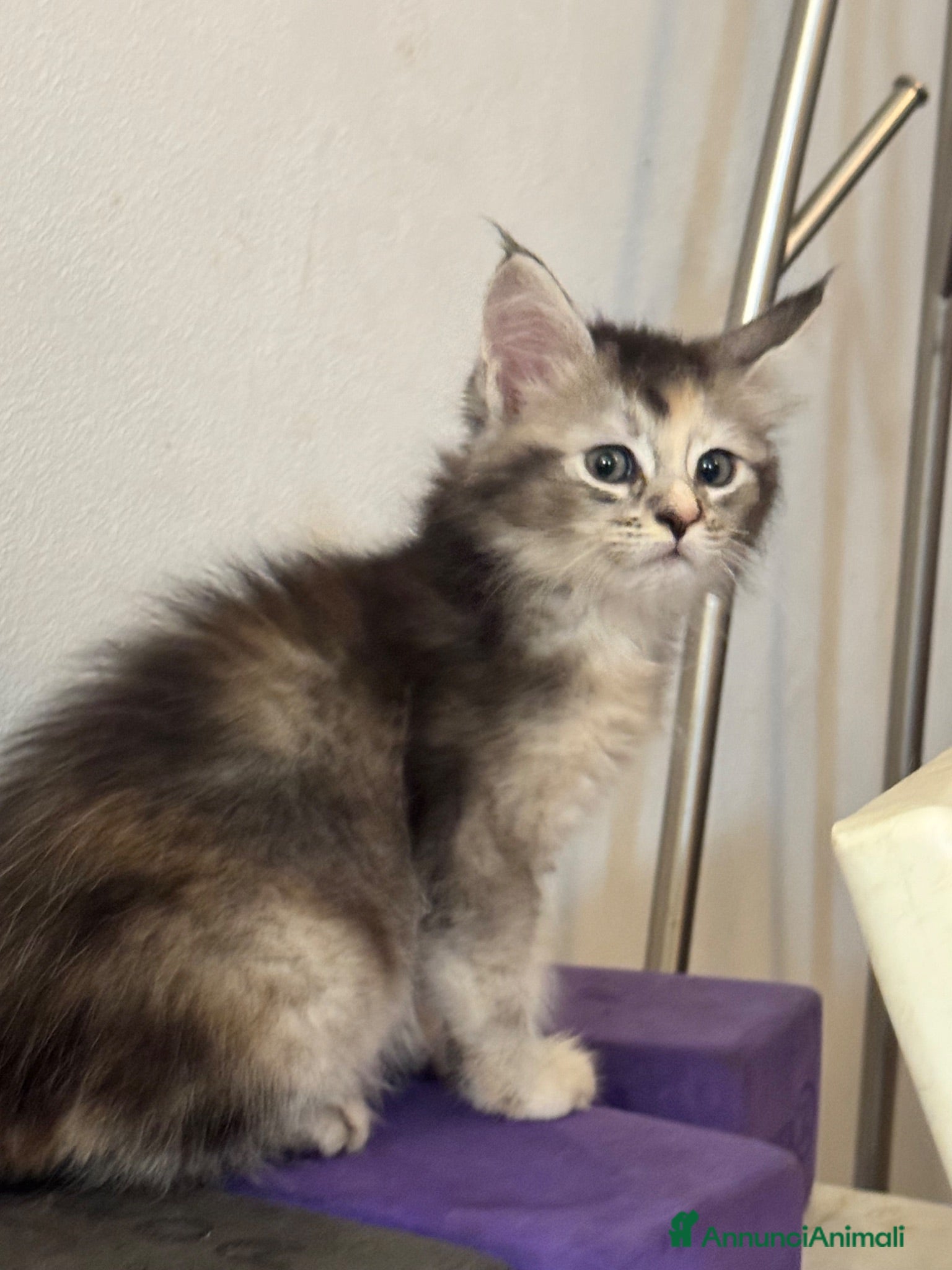 Maine Coon gatti CUCCIOLE MAINE COON SHADED PREGIATE 3 rate - Annuncio 2