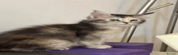 Maine Coon gatti in vendita: CUCCIOLE MAINE COON SHADED PREGIATE 3 rate - Annuncio 2