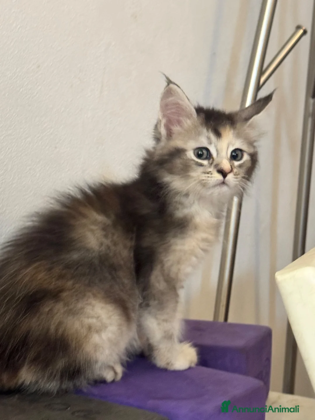 Maine Coon gatti in vendita: CUCCIOLE MAINE COON SHADED PREGIATE 3 rate - Annuncio 2