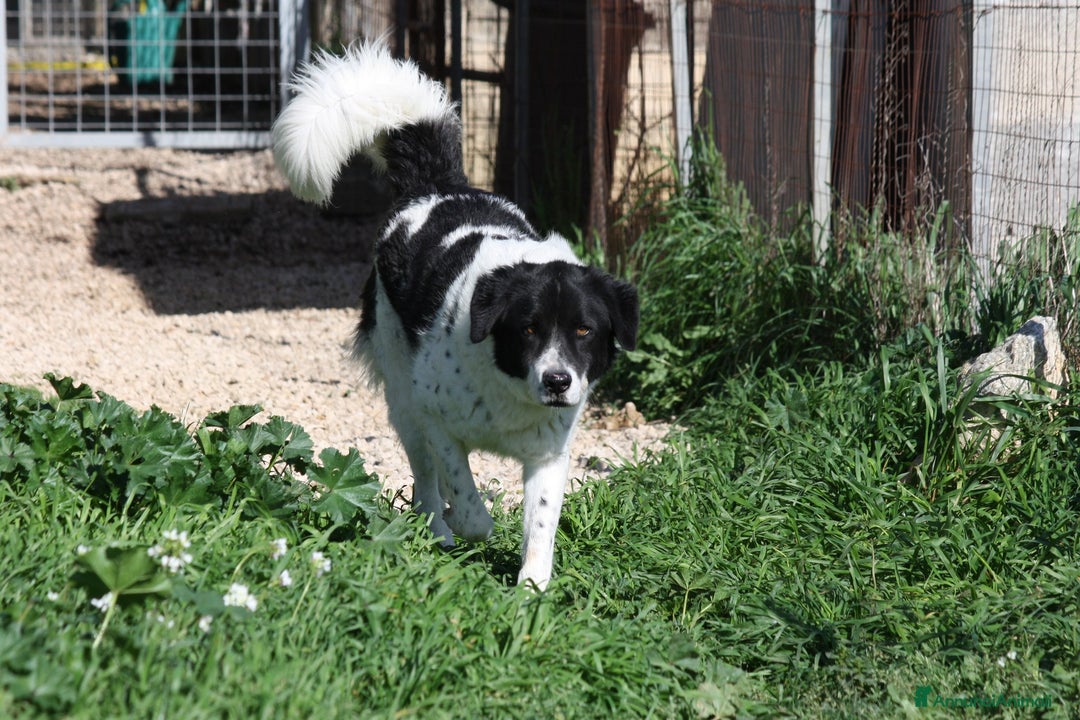 Meticcio cani in regalo: Panda in adozione - Annuncio 4