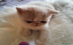 Exotic Shorthair gatti in vendita: Exotic Shorthair allevamento Exodora Sikelia  a Città metropolitana di Catania - Immagine 16