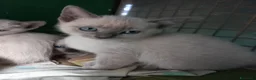 Thai gatti in vendita: Stupendi Thai - Annuncio 12