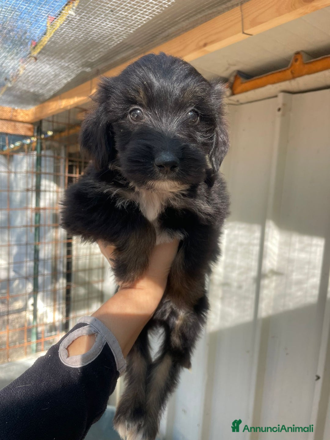 Meticcio cani in regalo: SMERALDO - Annuncio 1