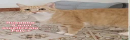 Meticcio gatti in regalo: GATTINI ADORABILI IN CERCA D'AMORE  a Città Metropolitana di Bologna - Annuncio 14