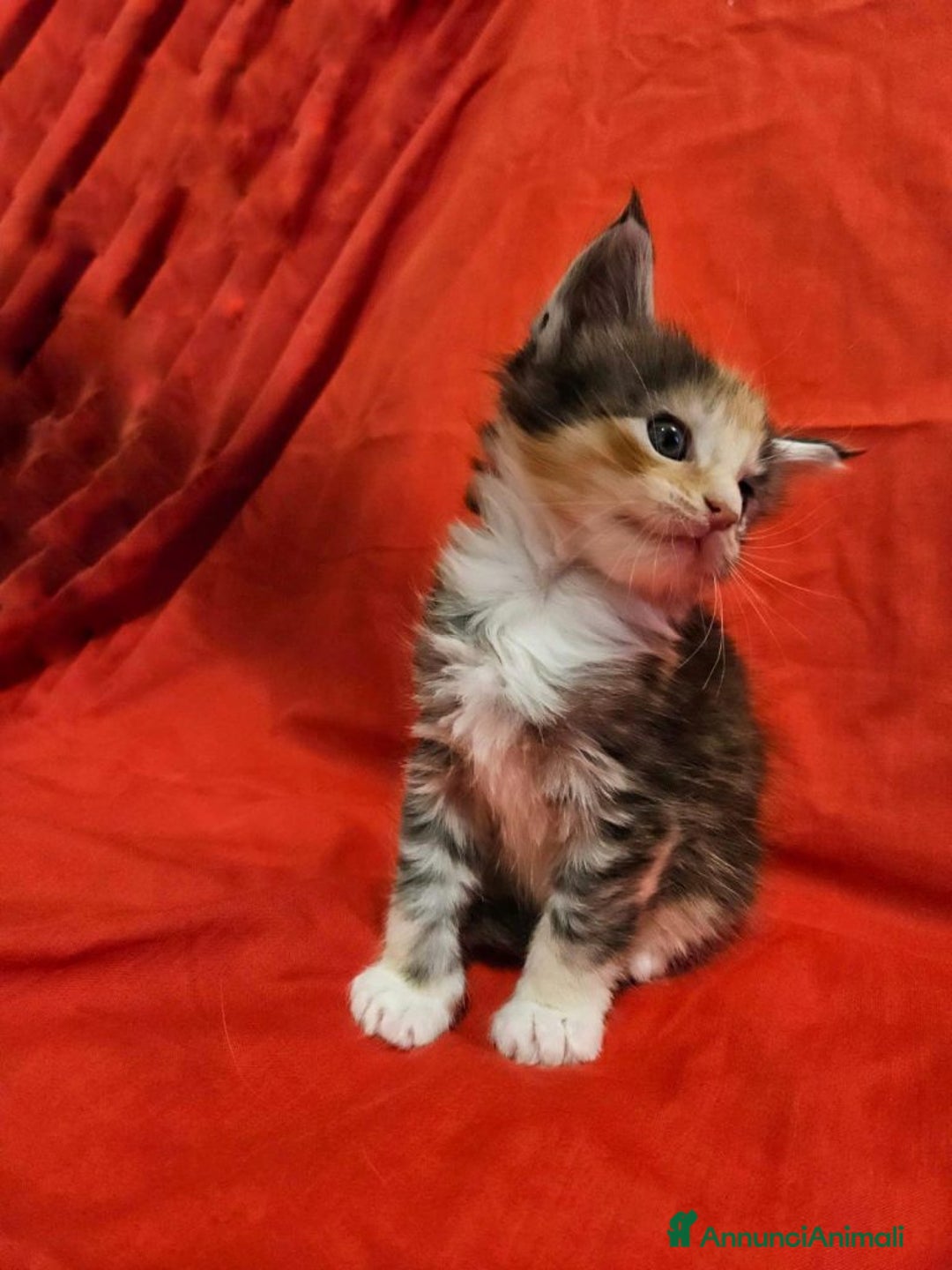 Maine Coon gatti in vendita: Allevamento Il Giglio Femmina Pedigree AFI WCF - Annuncio 3