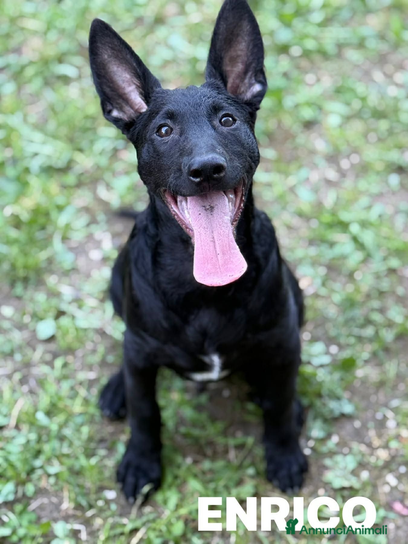 Meticcio cani ERNALD e ENRICO, cuccioli PASTORINI super dolci! - Annuncio 39