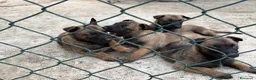 Pastore Belga cani in vendita: Cucciolo Pastore Belga Malinois - Annuncio 9