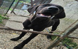 Meticcio cani in regalo: Silvio 5 mesi taglia media  - Immagine 3