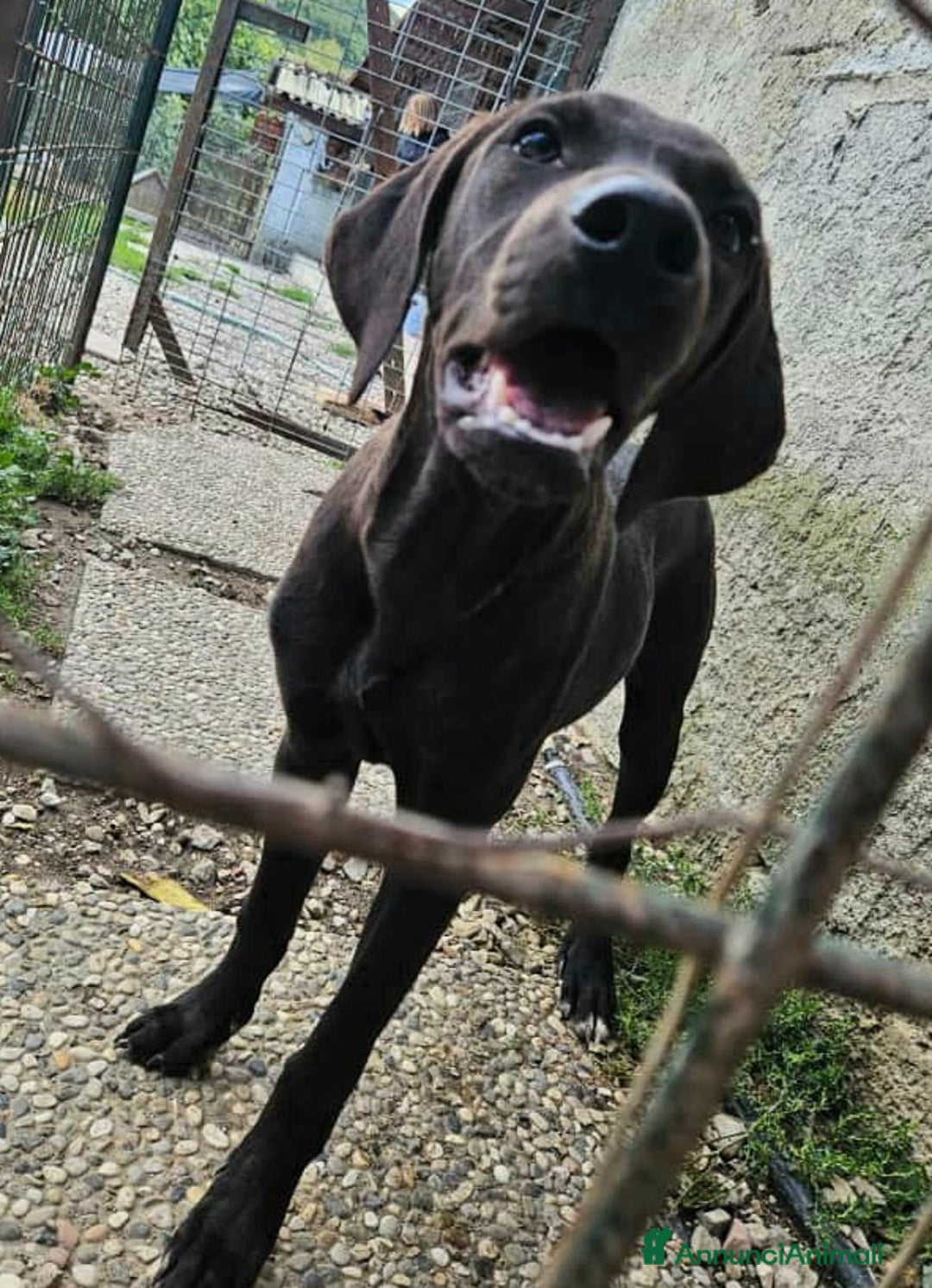 Meticcio cani in regalo: Silvio 5 mesi taglia media  - Annuncio 3