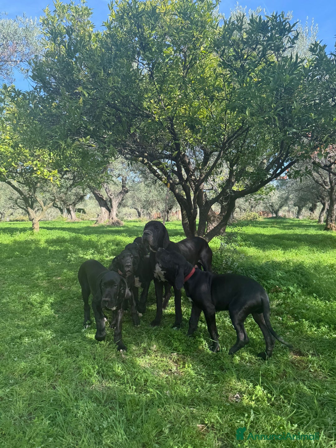 Alano cani in vendita: Cuccioli di Alano nero, ad alta geneaologia - Annuncio 6