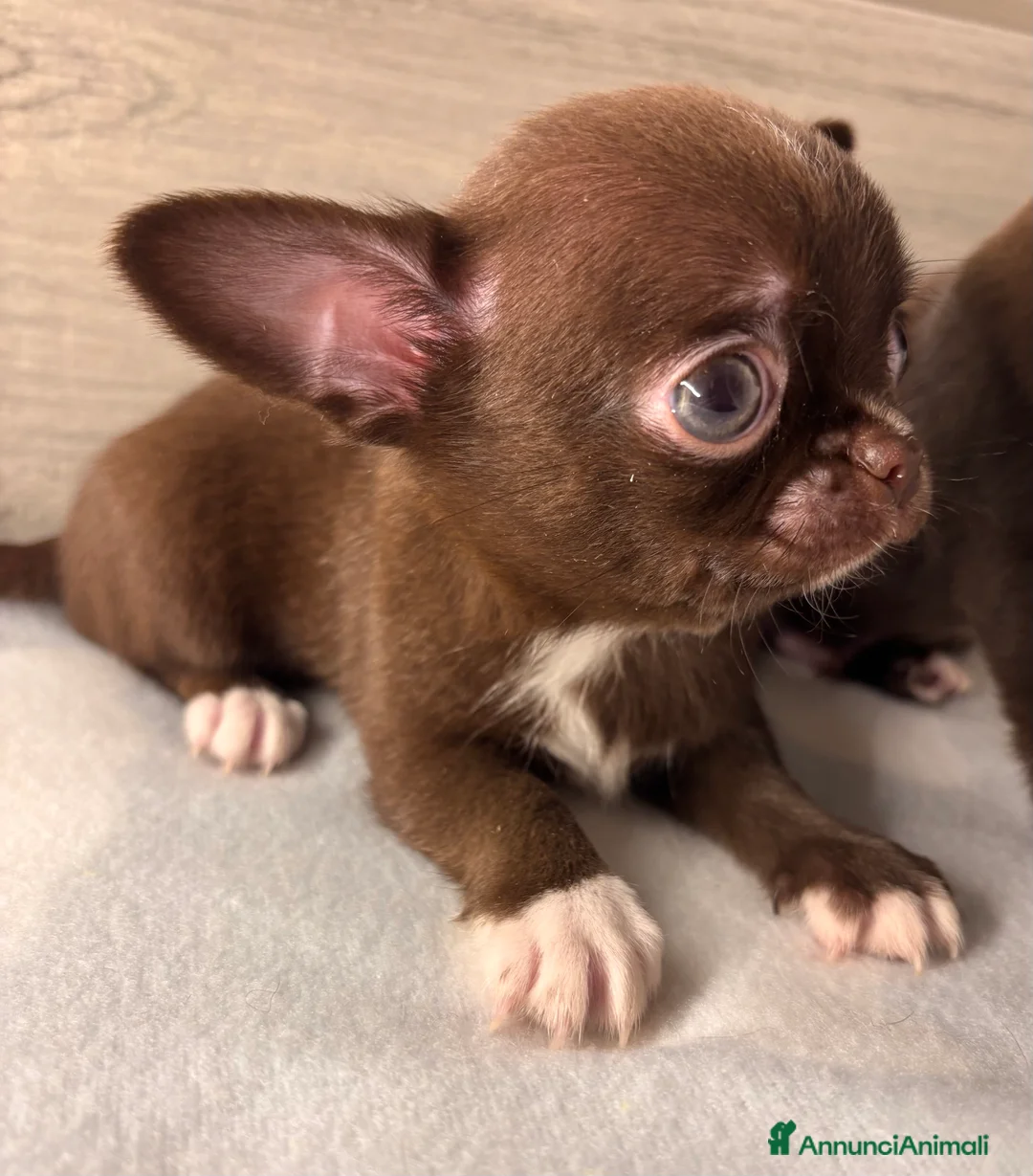 Chihuahua cani in vendita: Cuccioli di chihuahua - Annuncio 9