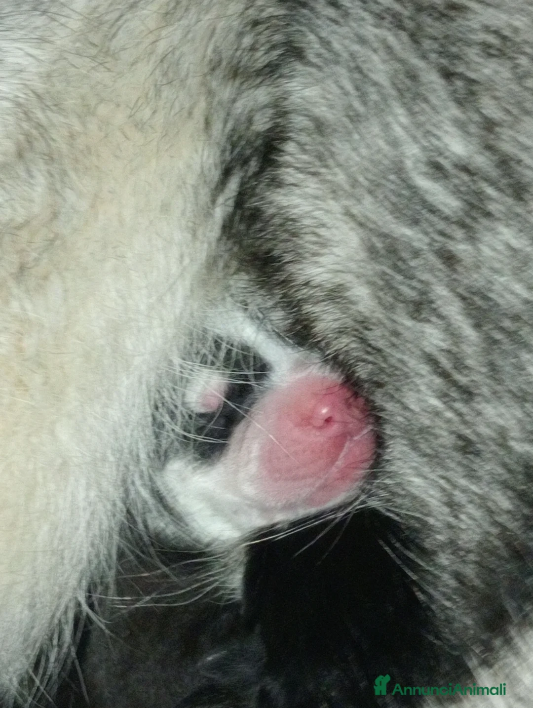 Immagine della galleria {{count}}