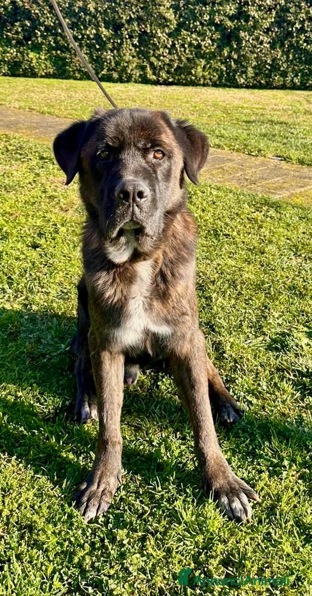 Cane Corso cani in regalo: Cagnolone cerca rivincita  - Annuncio 4