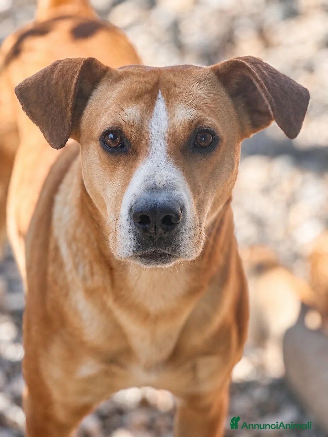 Meticcio cani in regalo: .. Leo - Annuncio 1