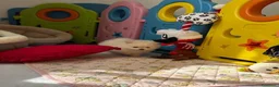 Volpino Pomerania cani in vendita: Splendidi cuccioli di Pomerania a Città metropolitana di Roma Capitale - Annuncio 15