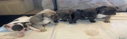 Bulldog Francese cani in vendita: Cuccioli di bulldog francese a Provincia di Perugia - Annuncio 8