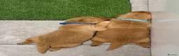 Golden Retriever cani in vendita: Maschietti di golden retriever  - Annuncio 10
