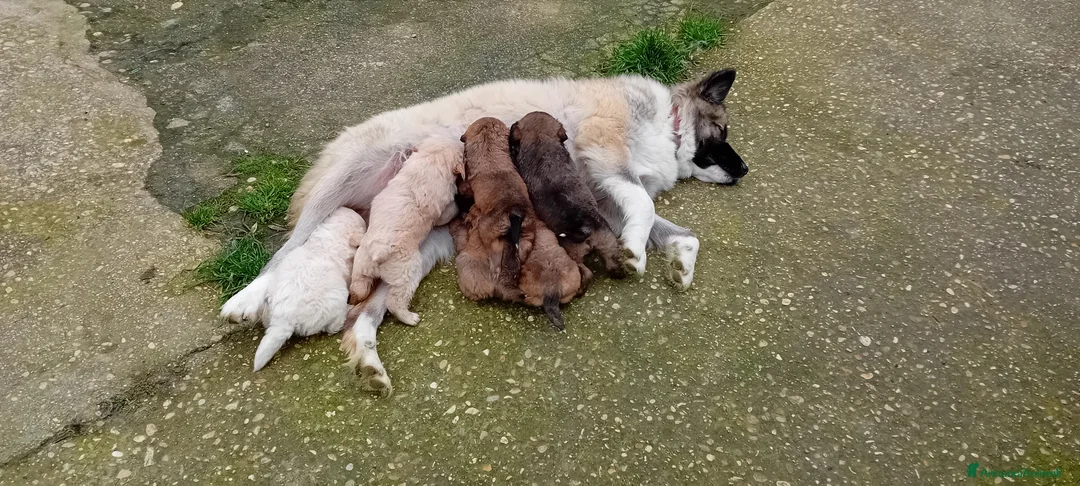 Meticcio cani in regalo: Cuccioli in cerca di amore - Annuncio 2