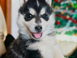 Husky cani Cucciolo di siberian husky - Annuncio 2