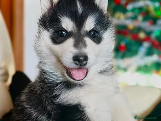 Husky cani Cucciolo di siberian husky - Annuncio 2